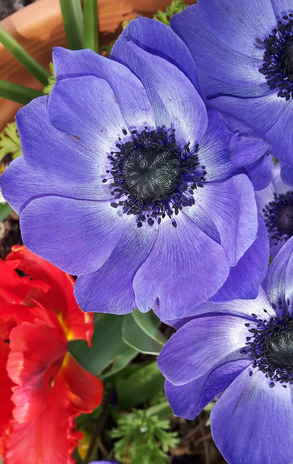 Violet front garden flower close up